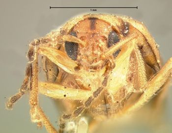 Media type: image; Entomology 18402   Aspect: head frontal view